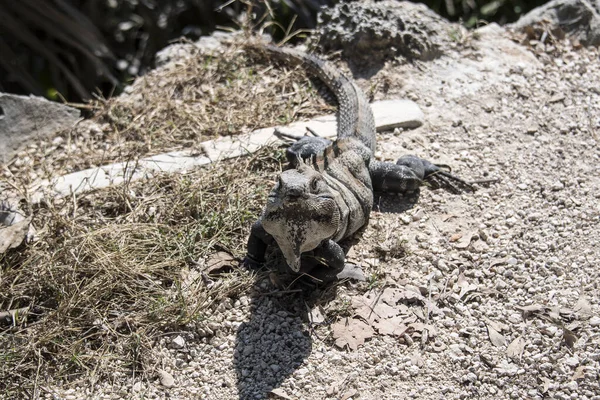 Iguana Nera Ctenosaura Similis Appartiene All Ordine Scuamata Alla Famiglia — Foto Stock