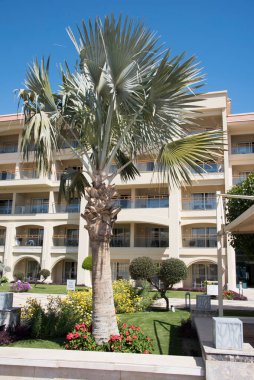 Mısır palmiyeleri. Palmiye ağaçları Arecaceae ailesinin ağaçlarıdır, genellikle tropik bölgelerde yetişir ve çöllerde vahalar oluşur..