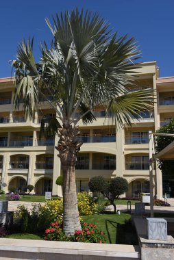 Mısır palmiyeleri. Palmiye ağaçları Arecaceae ailesinin ağaçlarıdır, genellikle tropik bölgelerde yetişir ve çöllerde vahalar oluşur..