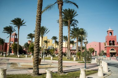 Mısır palmiyeleri. Palmiye ağaçları Arecaceae ailesinin ağaçlarıdır, genellikle tropik bölgelerde yetişir ve çöllerde vahalar oluşur..