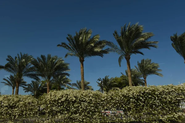 Египетские Пальмы Пальмы Деревья Семейства Arecaceae Которые Обычно Растут Тропиках — стоковое фото