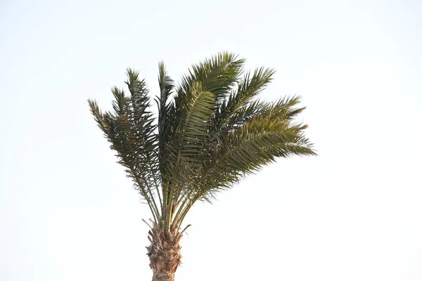 Egyptische Palmbomen Palmbomen Zijn Bomen Van Arecaceae Familie Die Meestal — Stockfoto