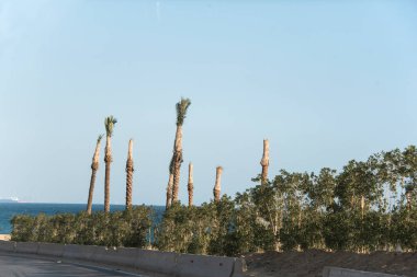 Mısır palmiyeleri. Palmiye ağaçları Arecaceae ailesinin ağaçlarıdır, genellikle tropik bölgelerde yetişir ve çöllerde vahalar oluşur..