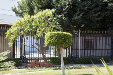 Süslü çalılar... Hurghada-Mısır. Parlak renklerde farklı şekillerde, havuz kenarındaki yeşil desenli yapraklar ve doğu tarzı binalar.