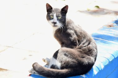 Kedi ya da evcil kedi, Felidae familyası Felinae familyasından bir memeli türüdür. 9500 yıldan fazladır insanlarla birlikte ve şu anda dünyanın en tanınmış evcil hayvanı..