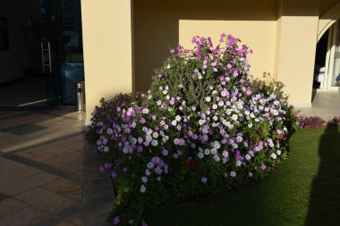 Çiçekler, ağaçlar ve farklı renkte süslemeli çalılar, desenli dekoratif yapraklar her zaman yüzme havuzlarının yanında yeşil ve doğu tarzında binalar. 