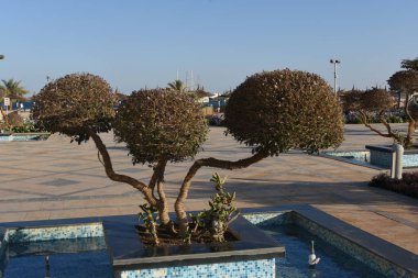 Süslü çalılar... Hurghada-Mısır. Parlak renklerde farklı şekillerde, havuz kenarındaki yeşil desenli yapraklar ve doğu tarzı binalar.