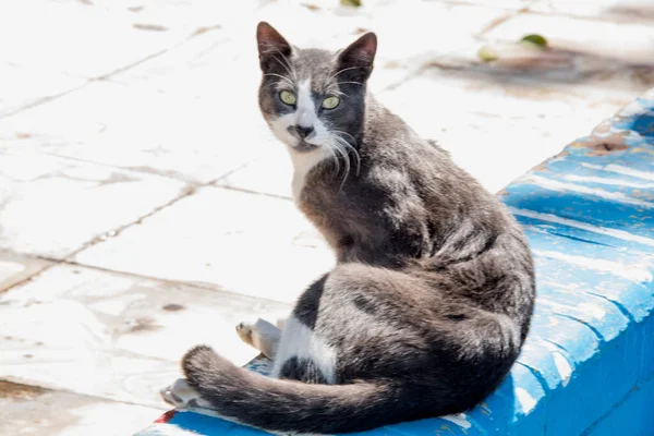 Háziasított Macska Vagy Macska Carnivora Felidae Család Felinae Alcsalád Emlõse — Stock Fotó