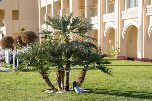 이집트 야자나무 야자나무는 오아시스에서 자란다 — 스톡 사진