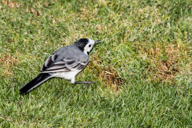 Beyaz kuyruklu, küçük, gri, uzun kuyruklu, daima yeşil göçmen kuş deniz kenarında yaşar; prundar, prunda Avrupa, Asya ve Kuzey Afrika 'nın büyük bölgelerinde yaşar.