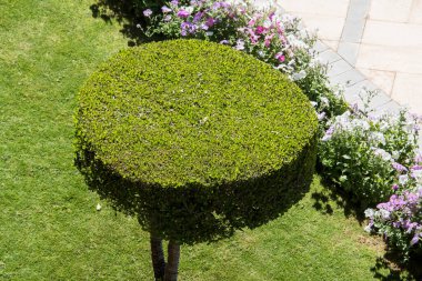 Süslü çalılar... Hurghada-Mısır. farklı şekillerde parlak renklerde, desenli yapraklar her zaman yeşil 