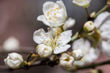 Erik çiçekleri ve tomurcukları gücün, umudun, güvenin, azmin ve uzun ömürlülüğün sembolüdür, çünkü kötü hava koşullarında bile çiçek açma yeteneğine sahiptirler.