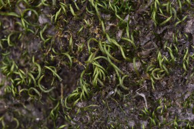 Kas, ağaç kabuğuna ya da kayanın üzerine uygun olarak sabitlenmiş, görüntü ve çok hücreli rizomlarda görülebilen ağaç sapları ve yapraklardan oluşan alçak bitkilerdir..