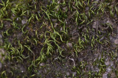 Kas, ağaç kabuğuna ya da kayanın üzerine uygun olarak sabitlenmiş, görüntü ve çok hücreli rizomlarda görülebilen ağaç sapları ve yapraklardan oluşan alçak bitkilerdir..