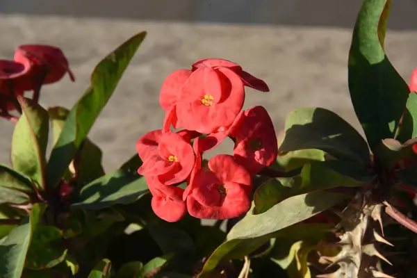 Camellia Japonica Uma Planta Perene Com Folhas Flores Brilhante Quase — Fotografia de Stock