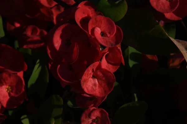 Camellia Japonica Vintergrön Växt Med Blad Och Blommor Ljus Nästan — Stockfoto