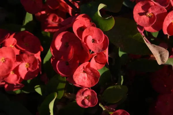 Camelia Japonica Una Pianta Sempreverde Con Foglie Fiori Brillante Quasi — Foto Stock