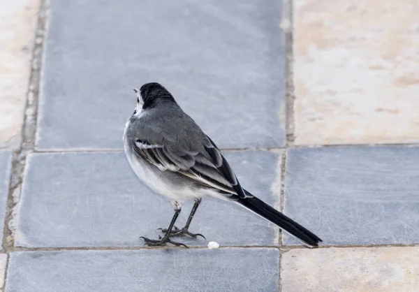 Bachstelze Kleiner Grauer Langschwanziger Immergrüner Zugvogel Der Wasser Lebt Prundar — Stockfoto