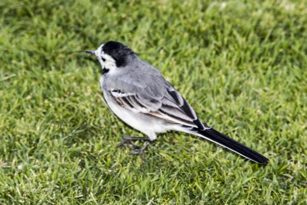 White Wagtailsmall Gray Long Hailed Evergreen Migratory Bird Lives Waters — стоковое фото