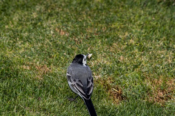 White Wagtailsmall Gray Long Hailed Evergreen Migratory Bird Lives Waters — стоковое фото