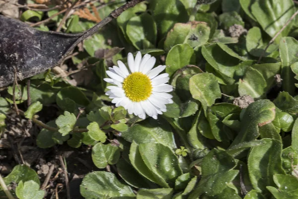 Tjuren Eye Prydnadsträdgård Blomma Med Tusensköna Blommor Och Färgad Mängd — Stockfoto