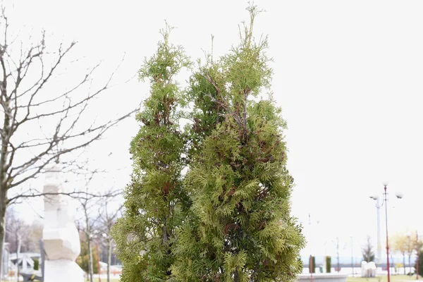 Thuja Ordinary Thuja Conifer Conical Shape Short Dense Branches Numerous — Stock Photo, Image