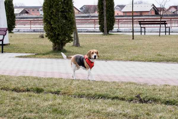 Chien Compagnie Les Chiens Assurent Notre Bien Être Émotionnel Grâce — Photo