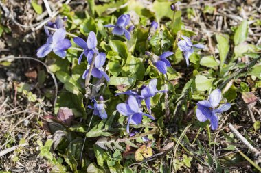 Menekşeler eşsiz bir kokusu olan narin çiçeklerdir. Samimiyet, sadakat ve güveni sembolize ederler.. 