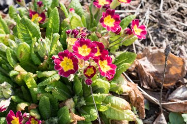 Üç benekli kardeş. Nazik, renkli, neşeli, her çeşit hanım evladı balkonları, bitkileri ve bahçeleri süslemek için en güzel çiçekler arasındadır.