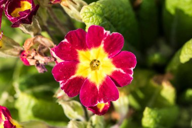 Üç benekli kardeş. Nazik, renkli, neşeli, her çeşit hanım evladı balkonları, bitkileri ve bahçeleri süslemek için en güzel çiçekler arasındadır.
