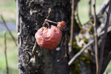Susuz elmalar. Süt çikolatasının gölgesiyle doğrudan kahverengi ağaçta kurutulmuş organik elmalardır. 
