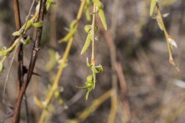  Yaprakların önünde beliren ve büyüyen sarı çiçeklerle akan ağlayan söğüt kabarık bir görünüme sahiptir, bu yüzden onlara 