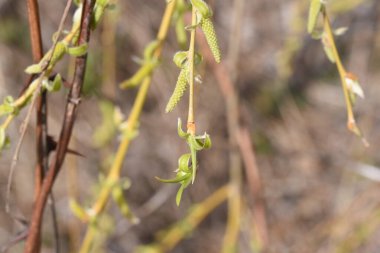  Yaprakların önünde beliren ve büyüyen sarı çiçeklerle akan ağlayan söğüt kabarık bir görünüme sahiptir, bu yüzden onlara 