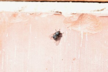 Güneşte uçan sinek. Kara sineği, neredeyse her yerde bulunan, dünyanın en yaygın sinek türlerinden biridir. Birçok hastalık taşıdığı için bu bir vektör olarak kabul edilir.