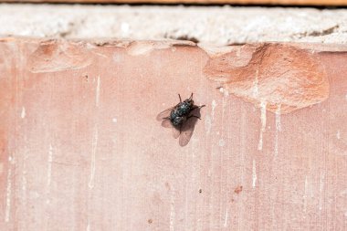 Güneşte uçan sinek. Kara sineği, neredeyse her yerde bulunan, dünyanın en yaygın sinek türlerinden biridir. Birçok hastalık taşıdığı için bu bir vektör olarak kabul edilir.