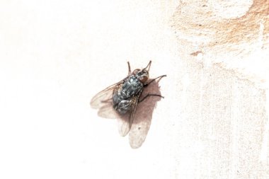 Güneşte uçan sinek. Kara sineği, neredeyse her yerde bulunan, dünyanın en yaygın sinek türlerinden biridir. Birçok hastalık taşıdığı için bu bir vektör olarak kabul edilir.