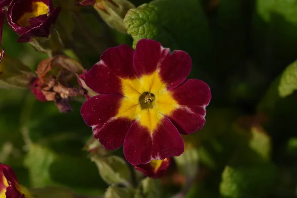 Trois Frères Pansies Tachetés Délicate Colorée Gaie Toutes Les Variétés — Photo