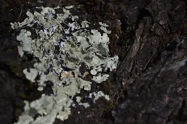 Textura Agrietada Del Árbol Viejo Simboliza Fuerza Longevidad Continuidad Armonía —  Fotos de Stock