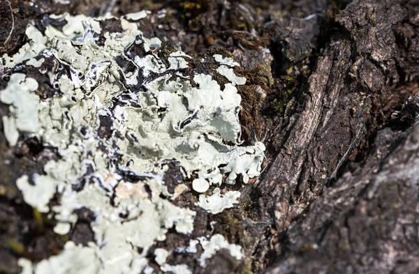 Textura Agrietada Del Árbol Viejo Simboliza Fuerza Longevidad Continuidad Armonía —  Fotos de Stock