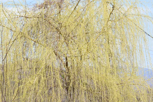 Weeping Willow Which Flows Yellow Flowers Appear Grow Leaves Have — Stock Photo, Image