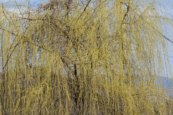 Weeping Willow Which Flows Yellow Flowers Appear Grow Leaves Have — Stock Photo, Image