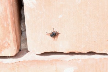 Güneşte uçan sinek. Kara sineği, neredeyse her yerde bulunan, dünyanın en yaygın sinek türlerinden biridir. Birçok hastalık taşıdığı için bu bir vektör olarak kabul edilir.