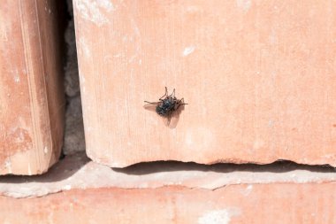 Güneşte uçan sinek. Kara sineği, neredeyse her yerde bulunan, dünyanın en yaygın sinek türlerinden biridir. Birçok hastalık taşıdığı için bu bir vektör olarak kabul edilir.