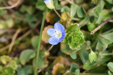 Menekşeler narin bir çiçektir ve kemanların hediyesi samimiyet ve güveni sembolize eder. Menekşeleri seven kadın duygularında samimi ve dışavurumlarında çok dürüsttür.