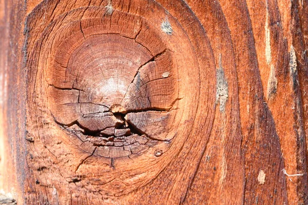 Textura Madera Vieja Madera Compone Varios Tipos Tejidos Vegetales Tejido —  Fotos de Stock