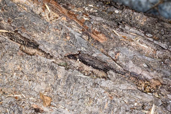 Textura Agrietada Del Árbol Viejo Simboliza Fuerza Longevidad Continuidad Armonía —  Fotos de Stock