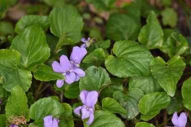 Menekşeler narin bir çiçektir ve kemanların hediyesi samimiyet ve güveni sembolize eder. Menekşeleri seven kadın duygularında samimi ve dışavurumlarında çok dürüsttür.