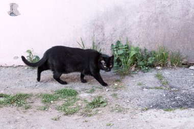 Evcil kedi etobur bir memelidir. 9500 yıldan fazladır insanlarla birlikte ve şu anda dünyanın en ünlü evcil hayvanı. Evcil kedi Avrupa vahşi kedisine çok yakındır.