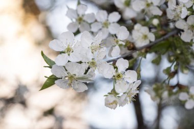 Erik çiçekleri ve tomurcukları gücün, umudun, güvenin, azmin ve uzun ömürlülüğün sembolüdür, çünkü kötü hava koşullarında bile çiçek açma yeteneğine sahiptirler..
