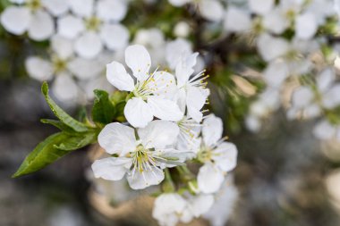 Erik çiçekleri ve tomurcukları gücün, umudun, güvenin, azmin ve uzun ömürlülüğün sembolüdür, çünkü kötü hava koşullarında bile çiçek açma yeteneğine sahiptirler..